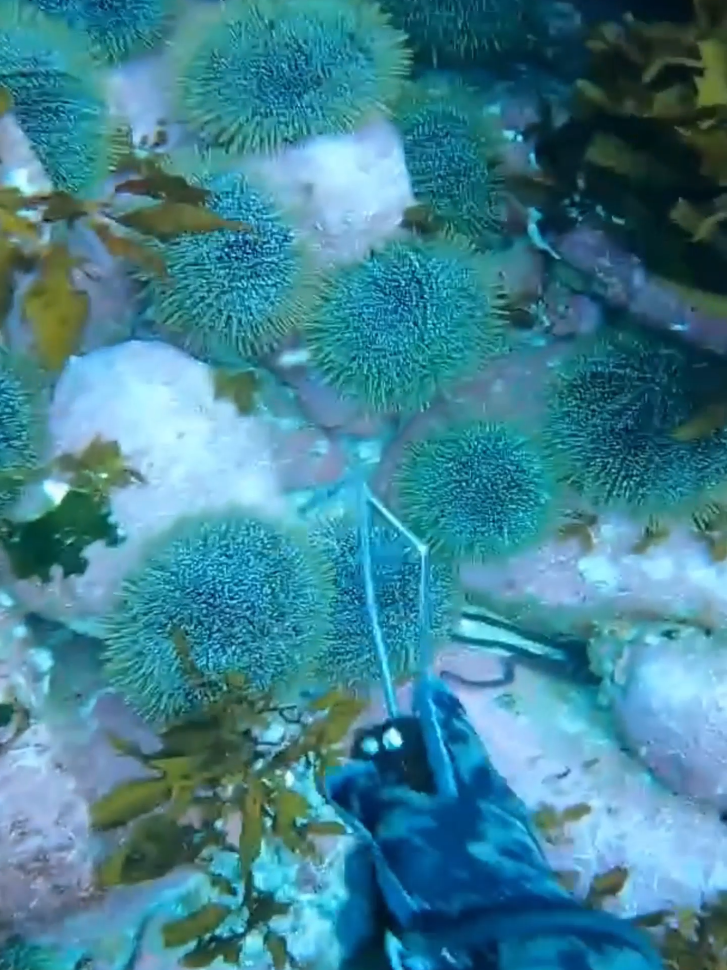 #freediving #pestcontrol #SeaUrchin #harvest #kina #asmr