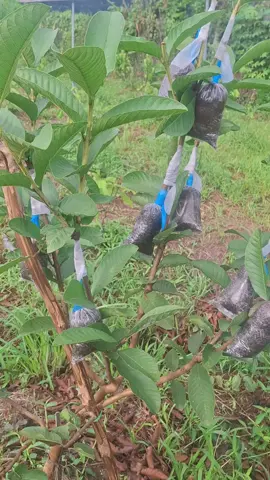 ổi trân châu #xuhuong #câygiong #oi 