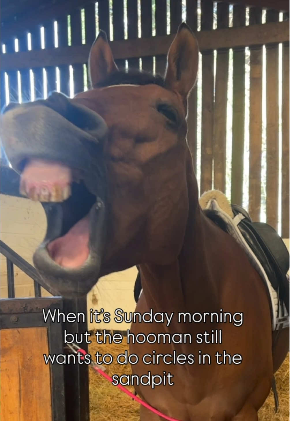 It’s a hard life! You should have run a bit faster on the racetracks, Harold! You could have avoided this whole thing 😂 #horse #fyp #horsesoftiktok #horseriding #exracer 
