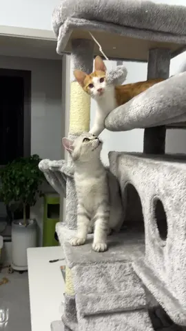 #cattree #purrfest #fyp #CatContent #cutecatvideos 