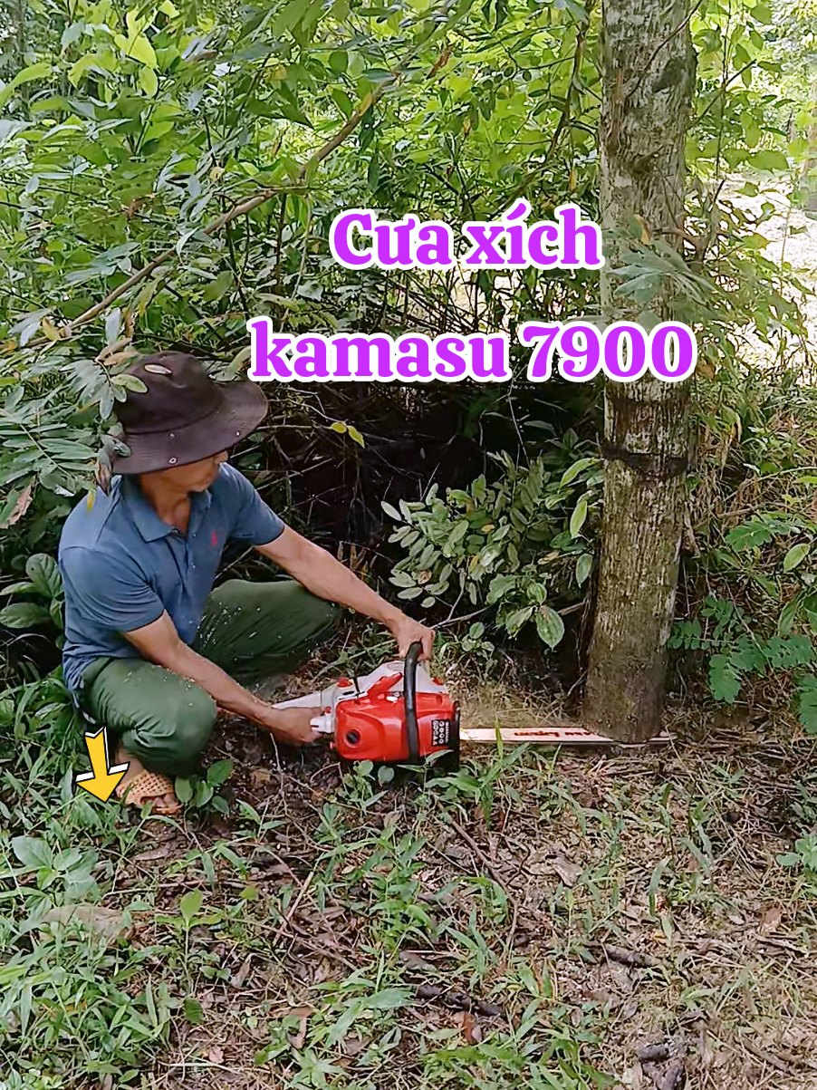 Cưa xích kamasu 7900 lam dài 55cm, #vuthangbmt #maynhatbai #cuago #maycuaxichchayxang #cuaxich 