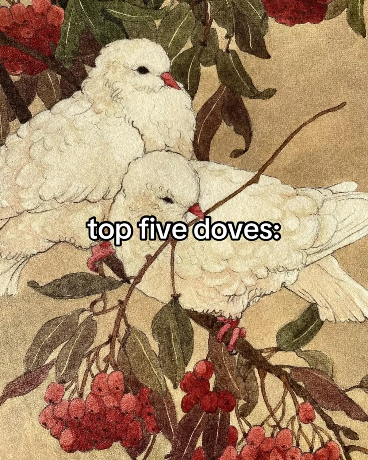 i think i like mourning doves… #fypシ #fyp #fypシ゚viral #fypage #pigeon 