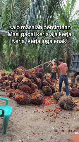 #petaniindonesia🇮🇩🇮🇩🇮🇩🌿🌿 #sawitontiktok #sawit#fypシ #fyppppppppppppppppppppppp 
