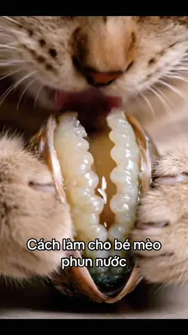 Cách làm cho bé mèo phun nước #massageyoni #ănhàu #xuhuong #liếm 