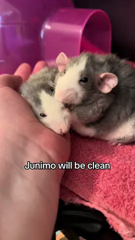 Junimo and Joja 🩷🧡 #ratlove #dwarfrat #ratties #ratlover #rattiesoftiktok 