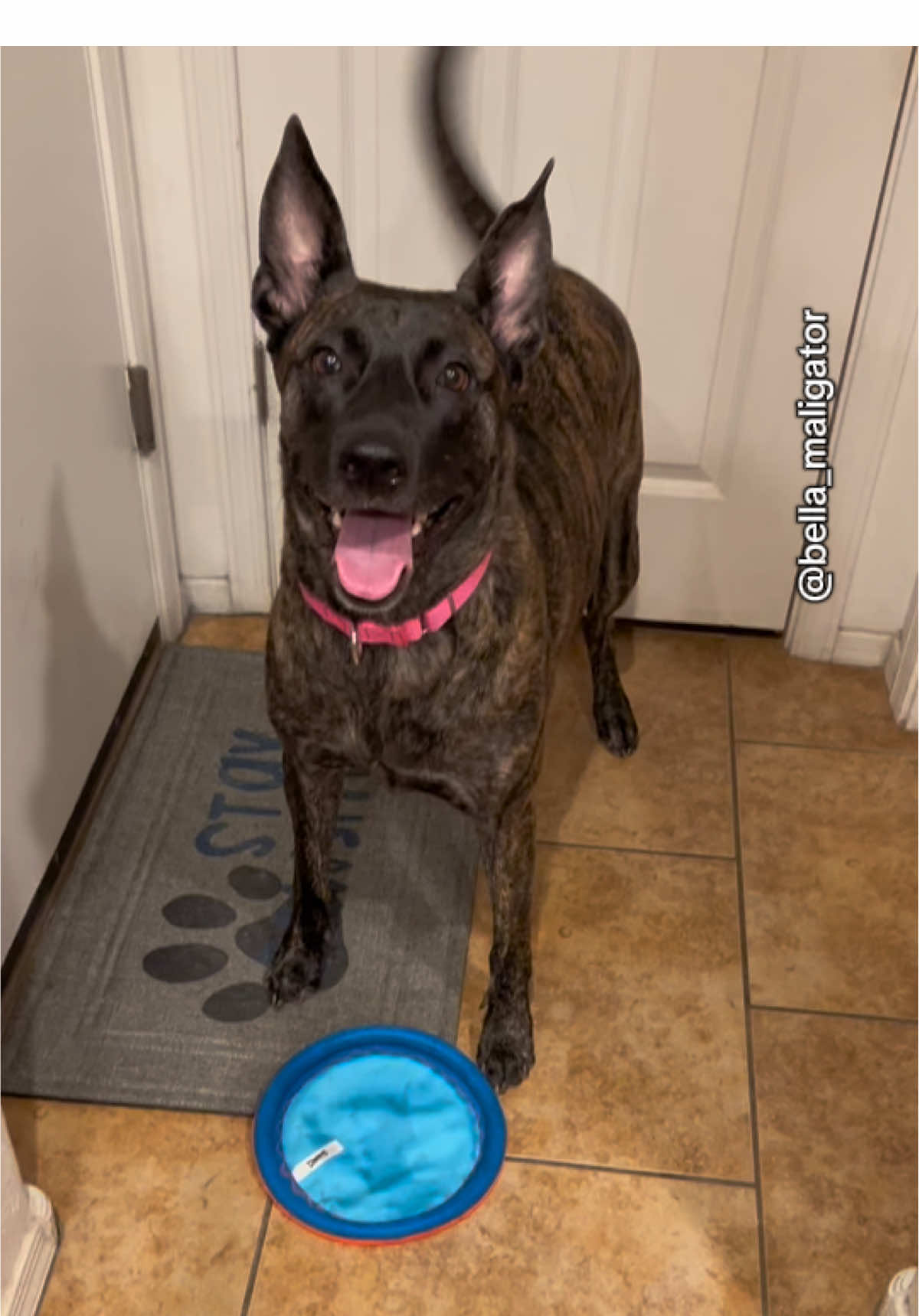 Excited for some frisbee time, now for a nap #frisbee #belladog #malinoismastiff 