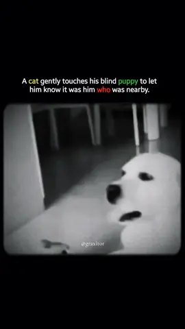 loyal cat😩❤️😍. #cat #dog #lovely #video #viral 