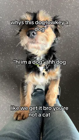 #dog #dogsoftiktok #fyp #xyzabc #foryou 