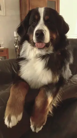 🤎 #fyp #bernesemountaindog 