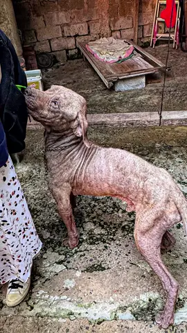 Resgatamos esse Pitbull de apenas 3 anos, entregue ao abandono, à fome e a uma sarna severa. Totalmente negligenciado… e mesmo assim, quando nos aproximamos, ele abanava o rabo. Isso é amor puro, mesmo diante da dor. Agora começa sua recuperação. Vamos juntos torcer e orar para que Luke se recupere e, muito em breve, tenha a vida digna que sempre mereceu. 🙏 #resgateanimal #adote #causaanimal #pitbull #julinhocasares 