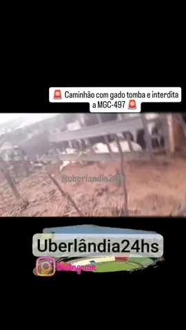 Na manhã deste domingo (14), um caminhão boiadeiro tombou no km 34 da MGC-497, entre Uberlândia e Prata, em frente ao assentamento Tangará. Com o impacto, diversos animais morreram no local. A rodovia encontra-se totalmente interditada nos dois sentidos, e equipes da Polícia Militar Rodoviária e da concessionária responsável trabalham para a liberação da pista. ⚠️ Motoristas que precisam passar pela região devem buscar rotas alternativas. 📍 Local: MGC-497 – km 34 (entre Uberlândia e Prata) 📆 Data: Domingo, 14 de setembro 👉 Seguiremos atualizando conforme novas informações forem confirmadas.