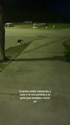 🐈‍⬛ #fyp #paratii #gatos 