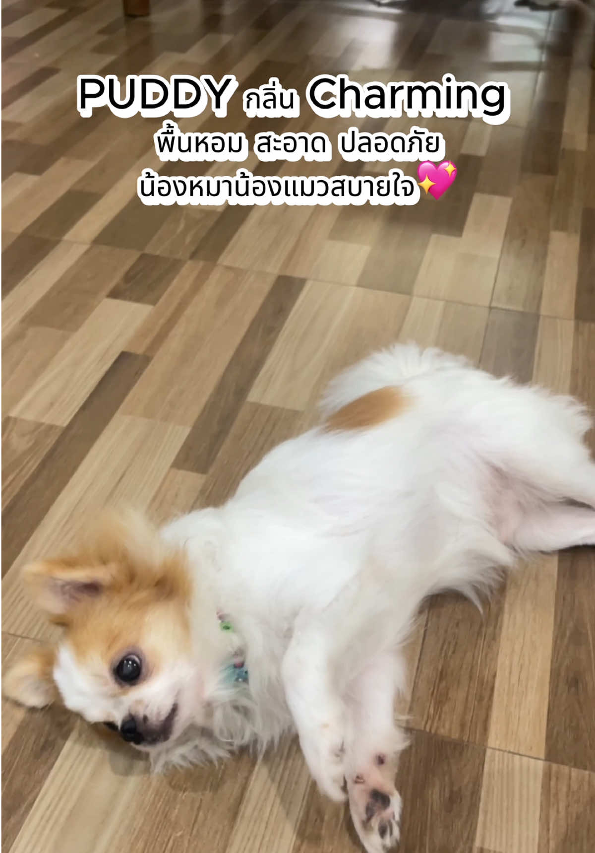 ป้ายยานำ้ยาถูพื้นสำหรับบ้านที่มีสัตว์เลี้ยง🐶💗 #ชิวาว่า #chihuahua #fyp #puddy #ของใช้สุนัข 
