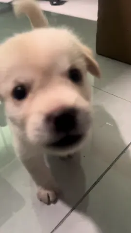 Tiny little baby 🐶🤏 #pet #dog #puppy 