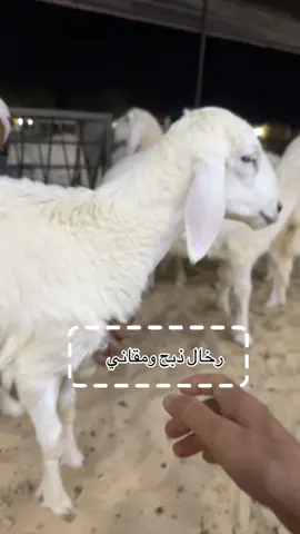 #رخال #غنم#حلال#الخليج #عرب @العذب 