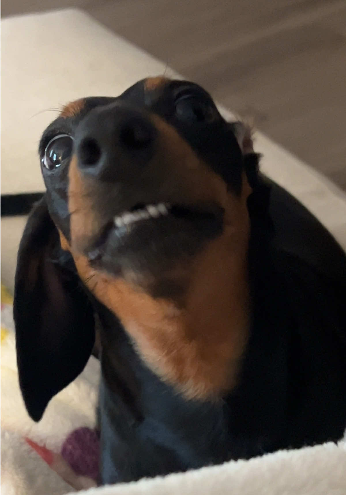 Nico 🤝🏼 chiken nuggetz #dachshund #funnydog #dogmom 