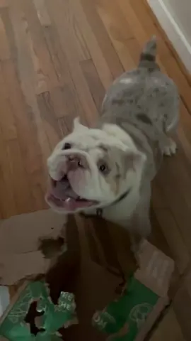 Earl’s Latest Boxing Match 