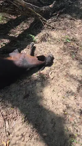 I need better employees #calf #cow #babycow #livestock #ranch 