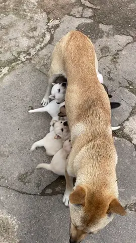 🥰🥰🥰#funny #viral #sugardog #dog #xyzbca 