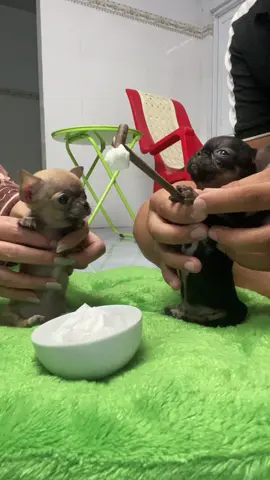 #mochi #chihuahua #fyp 