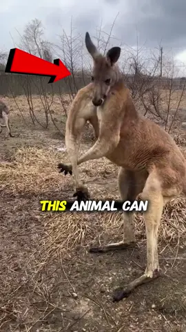 Would you fight with kangaroo?  #nature #wild #facts #DidYouKnow #mindblowingfacts 