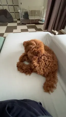 I have an itchy scalp.#puppy #toypoodle #poodleworld #funnypets #トイプードル 