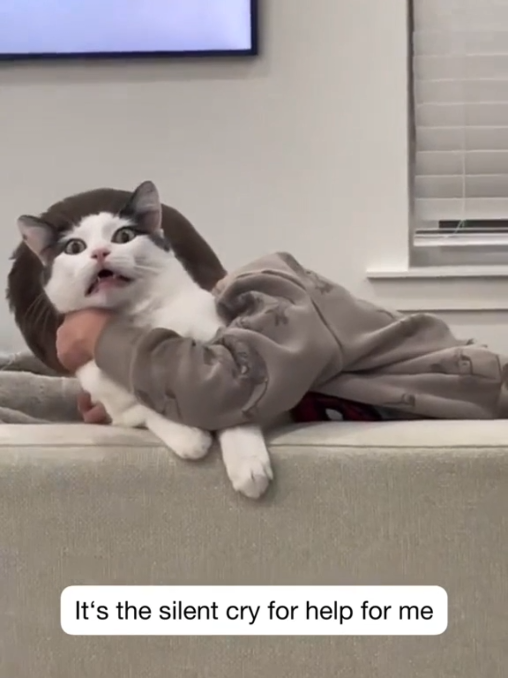 Patience of cats is admirable #funnycats  #reels  #funny  #cats  #cat 