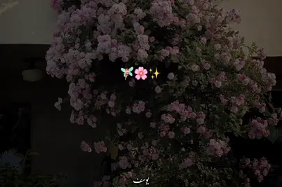 غمزة وغمزتلوا وكلام حلوا أنا ياما قولتوا💗😂🫶🏻 #foryou #fyp #fyppppppppppppppppppppppp #foryoupage #viral 