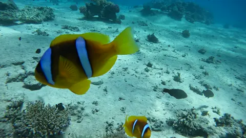 #البحر_الاحمر #hurgada #free_diving #flyppppppppppppppppppppppppppppppp #funny 