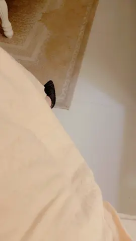 #خفجينا_غير🤍✋🏻 