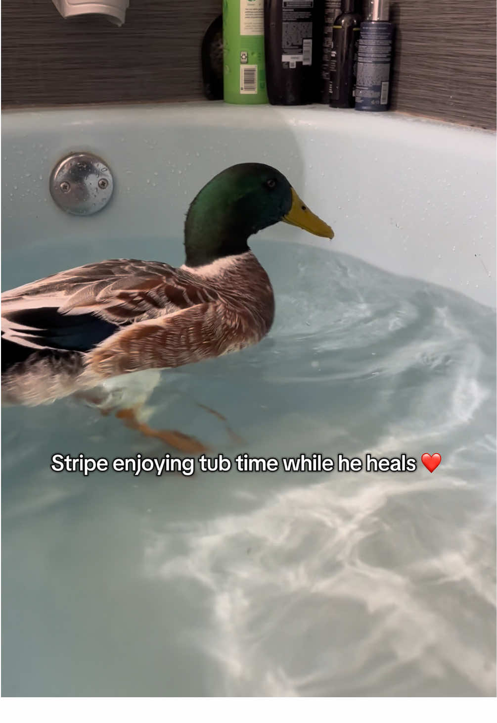 Keep sending Stripe your love and well wishes ❤️ I am doing my best to keep people updated and care for him closely at the same time. Thank you all SO much for your kindness and advice. I appreciate it all more than you know! #petduck #petducks #duck #ducks #ducksoftiktok 