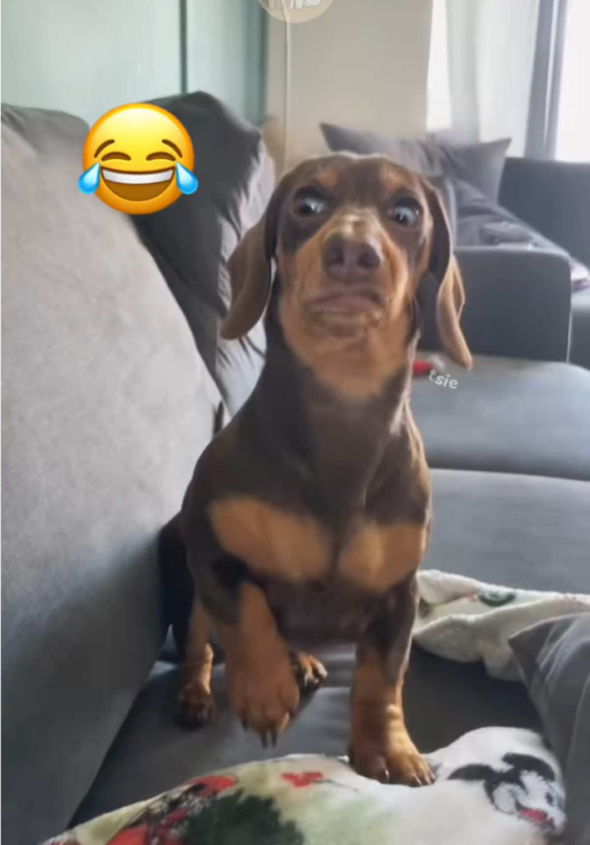 @My Petsie @My Petsie @My Petsie  Funny Dogs React to Their Own Cake 🎂🐶 #MyPetsie  Dog Cake 🎂 🎥 Tk : @vivicake.real  When humans cut the dog’s cake… the reactions are priceless! 😂🐾 These funny dogs don’t know if they should bark, beg, or just stare in shock. Watch until the end – it’s too cute to miss! 💕 Follow for more funny dog reactions & adorable pet moments! 🐕✨ #FunnyDogs #DogReactions #DogCake #PetComedy funny dogs, dog reactions, dogs eating cake, dog birthday cake, funny dog video, cute dog reactions, hilarious dogs, dogs celebrating, funny pet videos, dog birthday party, dog cake reaction, dogs and cake, pet comedy, dogs surprised, funny dog compilation, dog party ideas, dogs with cake, dog memes, birthday dog, dog expressions, funny animal videos, dogs and humans, pet birthday cake, cute pet reactions, dog TikTok, funny puppy reactions, hilarious pet content, funny moments with dogs, cake for dogs, dog birthday reactions, dog meme. My.petsie, my petsie  