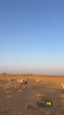 ماشاء الله.  العاليات 