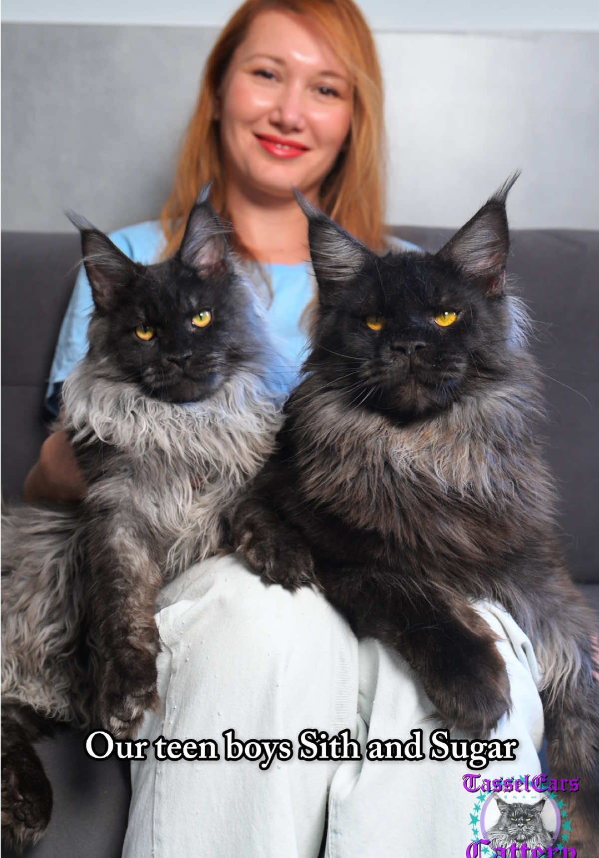 Some updates on the growth of our future kings Sugar and Sith! #blackcat #mainecoon #PetsOfTikTok #cuteanimals 