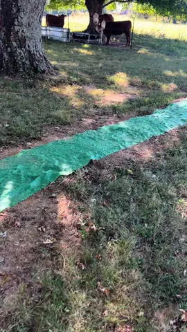 This stuff is so cool😱😍 #grass #lawn #lawncare #yardwork #freesamples 