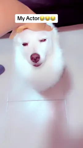 Asabawood u have your Actor here o😂😂😂#doglovers #puppiesoftiktok #funnydogs #dogsoftiktok #dogmumlife 