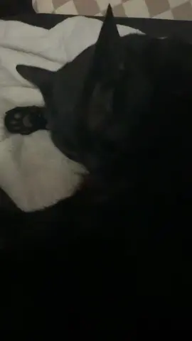 Look at these f*cking cats! 😂 #fyp #catsoftiktok 