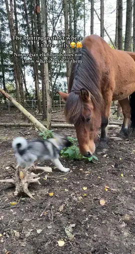 #foryou #dog #horse #xybca #foryou 