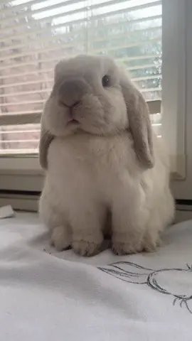 Just a bunny cleaning 😍 #foryoupage #buntok #bunniesoftiktok #teddiethebunny #fyp 