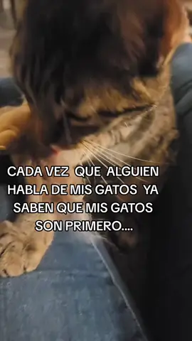 #LIVEwithlowfollowers #creatorsearchinsights #seguidores #Caplyric #gatitos