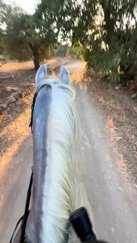 ٢٥ سنه و انا بركب على نفس المسار و كل مره كأنا اول مره ❤️#horsebackriding #شعب_الصيني_ماله_حل😂😂 #ترند_تيك_توك #nature #gallopinghorse 