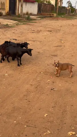 Puppy wanted friendship…..but the goats said ‘not today, hooman #goviral #viralvideostiktoks #petlover 
