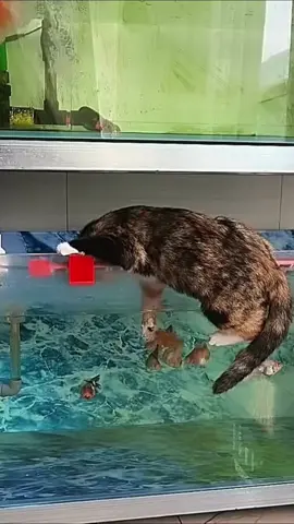 cat trying to take fish haha very funny cats vedious😂😂😂😛😛😛🤣🤣🤣😜😜…. #catsoftiktok #funnycat #foryou #unitedstates #catfunnyvideos 