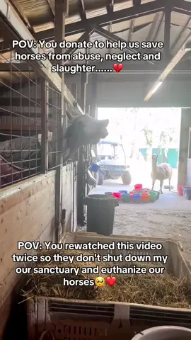 POV: You donate to help us save horses from abuse, neglect and slaughter......💔 #horserescuers #HorseStory #HorseShelter #HorsePlus #Endanimalabues #EndBigLick #DynamicDuo #ADOPTED #JusticeForTWH 