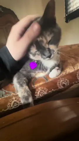 I TOLD YOU YOURE NOT BEGGING HARD ENOUGH😡