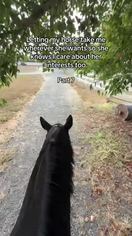 So cute how she takes herself home at the end 😭 #horse #sidequest #horseriding #equestrian #horsetok 