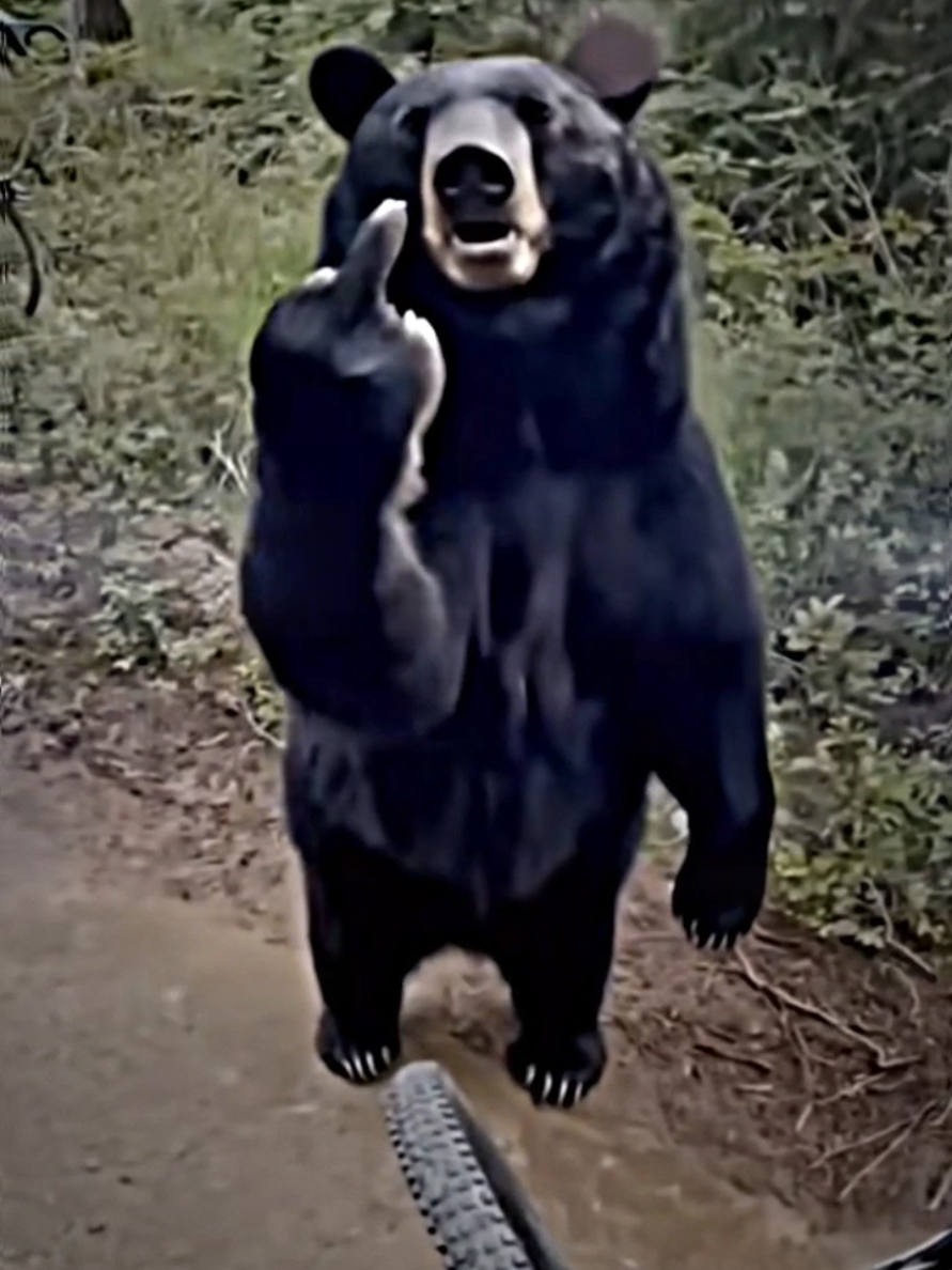 beruang akamsi#beruang #bear #videolucu #funnyvideos #beruanglucu 