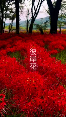 “Hoa nở ngàn năm Hoa Bỉ Ngạn Hoàng Tuyền huyết nhuộm nỗi bi thương Vô hoa hữu diệp, vô tương ngộ Vạn kiếp luân hồi, vạn kiếp vương” Lại thêm một mùa hoa bỉ ngạn nữa tới, nơi đây lại nhuộm đỏ sắc hoa.  📍 Công viên hoa bỉ ngạn Kinchakuda ở saitama. Theo như kinh nghiệm 3 năm canh hoa của mình thì cuối tháng 9 là thời điểm hoa đẹp nhất. #巾着田曼珠沙華公園 #binganhoa #彼岸花 