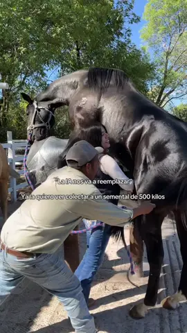 La IA no me puede reemplazar a mí ni al señor Santos que ya nos sabemos todos los gustos de Talón 😂  #caballos #vet #veterinarian #reproequina 