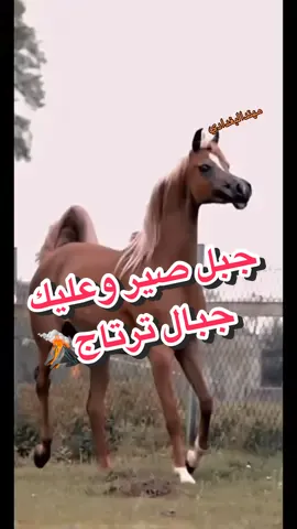 جبل صير وعليك جبال ترتاج🌋 #مهند_البغدادي🇮🇶🇺🇸 #مهند_البغدادي🇺🇸🇮🇶 #شعر #شعر_شعبي_عراقي #خضير_هادي 